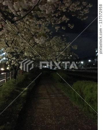 cherry blossom, cherry tree, spring 137572958