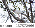 White ibis perched on a tree 137572966