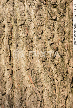 American sweetgum American sweetgum 137573171