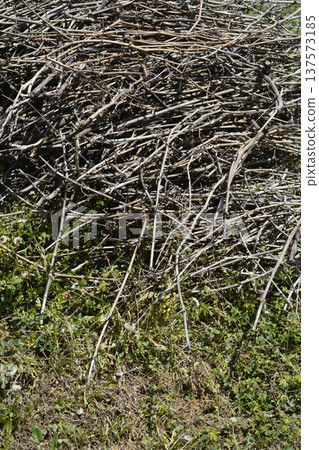 Vine Prunings Pile 137573185