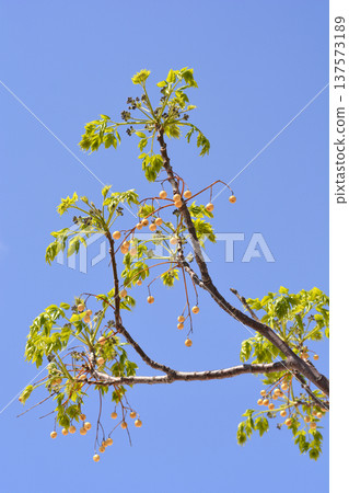 Chinaberry tree Chinaberry tree 137573189