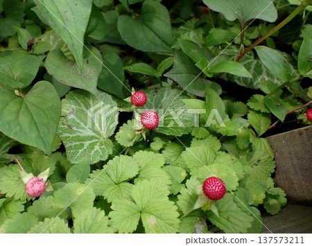 The red fruit of Hevietichigo The red fruit of Hevietichigo 137573211