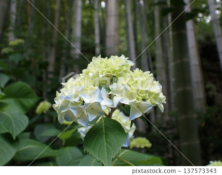 Hydrangea Kamakura 137573343