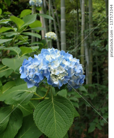 Hydrangea Kamakura Hydrangea Kamakura 137573344