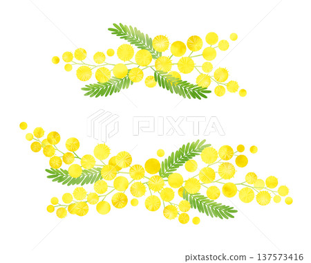 Mimosa watercolor style, 2 small Mimosa watercolor style, 2 small 137573416
