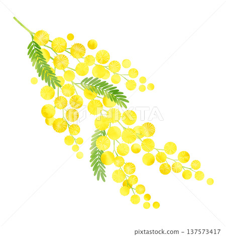 Mimosa watercolor style Mimosa watercolor style 137573417