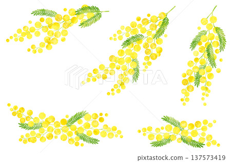 Mimosa watercolor material set Mimosa watercolor material set 137573419