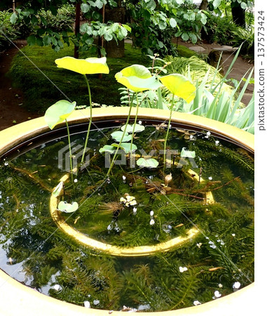 加拿大黑藻蓮花,鎌倉 加拿大黑藻蓮花,鎌倉 137573424