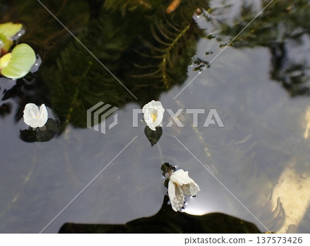 加拿大黑藻蓮花，鎌倉 137573426
