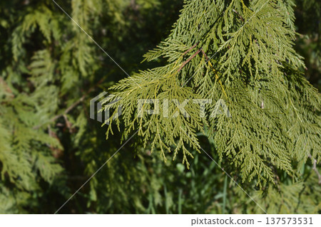 Japanese arborvitae 137573531