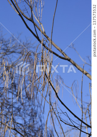 Yellow catalpa 137573532