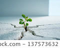 龜裂的土地上冒出一線希望和一株嫩芽 137573632
