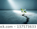 龜裂的土地上冒出一線希望和一株嫩芽 137573633
