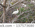 American White Ibis on a tree 137573680