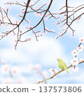 春天的櫻花與夜鶯 137573806