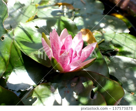 Pink lily flower Pink lily flower 137573878