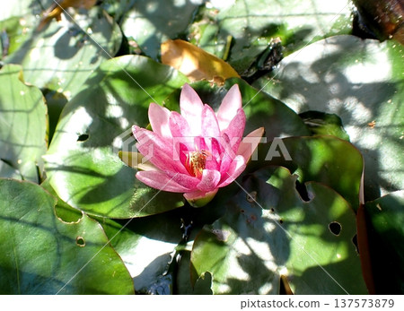 粉色百合花 粉色百合花 137573879