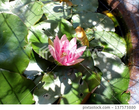 Pink lily flower 137573880