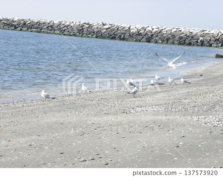 來到Komigawa海灘的冬季遷徙海膽鷗 137573920