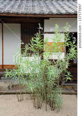 松江,拉夫卡迪奧·赫恩的故居,入口處的鈴蘭 松江,拉夫卡迪奧·赫恩的故居,入口處的鈴蘭 137573997
