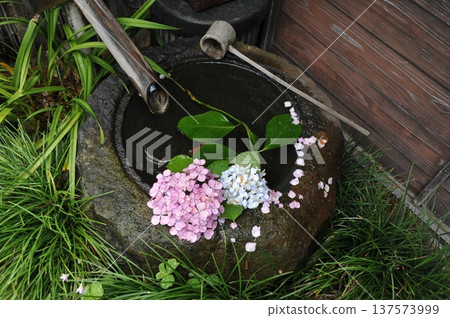 Hydrangea flower hand water Hydrangea flower hand water 137573999