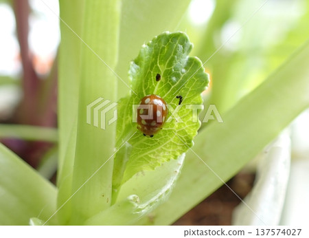 White-faced ladybug White-faced ladybug 137574027