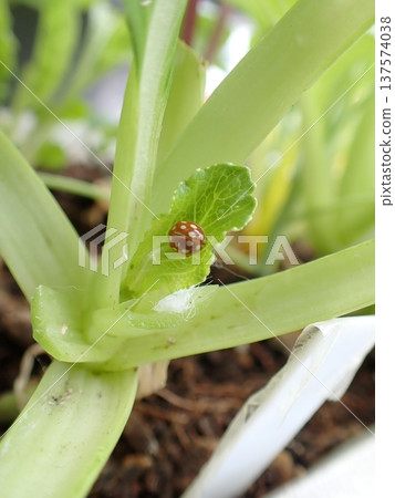 White-faced ladybug 137574038