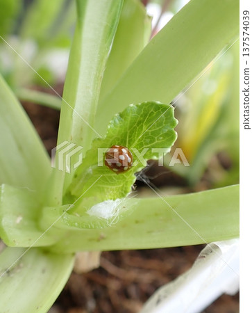 White-faced ladybug 137574039