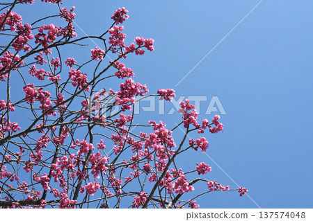 紅梅在藍天映襯下熠熠生輝 137574048
