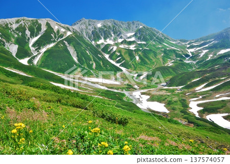 阿留申花在夏季於立山山脈盛開 阿留申花在夏季於立山山脈盛開 137574057