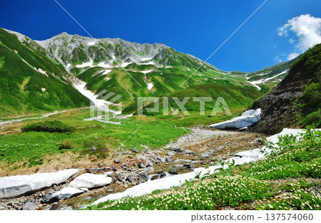 Aleutian flowers bloom in the summer in the Tateyama mountain range Aleutian flowers bloom in the summer in the Tateyama mountain range 137574060
