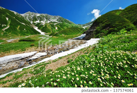 阿留申花在夏季於立山山脈盛開 阿留申花在夏季於立山山脈盛開 137574061