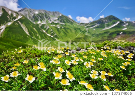 阿留申花在夏季於立山山脈盛開 137574066