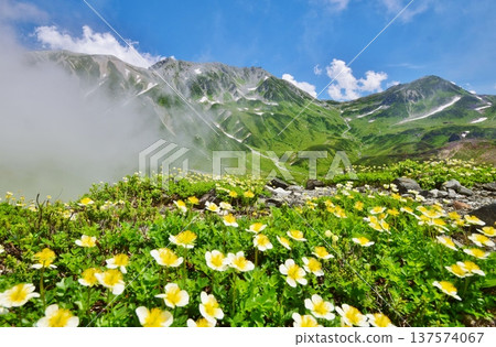 阿留申花在夏季於立山山脈盛開 阿留申花在夏季於立山山脈盛開 137574067
