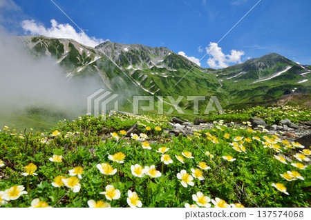 Aleutian flowers bloom in the summer in the Tateyama mountain range Aleutian flowers bloom in the summer in the Tateyama mountain range 137574068