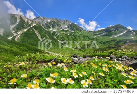 阿留申花在夏季於立山山脈盛開 137574069
