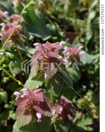 Flowers of Himeodorikosou Flowers of Himeodorikosou 137574157