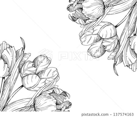 Corners frame of tulips. Handmade ink vector illustration of tulip. For design of cards, cover, prints, product labels and fabric. 137574163