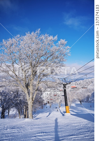 冬季的野澤溫泉滑雪場:小劍梨山坡被覆蓋著霜雪的樹木環繞 冬季的野澤溫泉滑雪場:小劍梨山坡被覆蓋著霜雪的樹木環繞 137574183