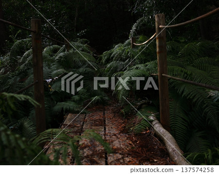 一條被茂盛的蕨類植物堵塞的通道 137574258