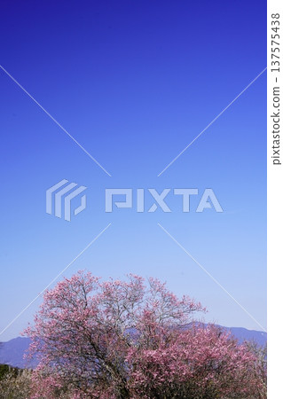 廣橋梅樹林春景,梅花盛開。 廣橋梅樹林春景,梅花盛開。 137575438