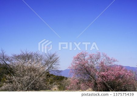 廣橋梅樹林春景，梅花盛開。 137575439