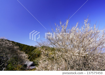Hirohashi plum grove spring scenery plum blossoms in full bloom Hirohashi plum grove spring scenery plum blossoms in full bloom 137575450