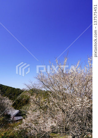 Hirohashi plum grove spring scenery plum blossoms in full bloom Hirohashi plum grove spring scenery plum blossoms in full bloom 137575451