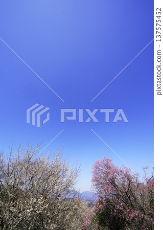 廣橋梅樹林春景,梅花盛開。 廣橋梅樹林春景,梅花盛開。 137575452