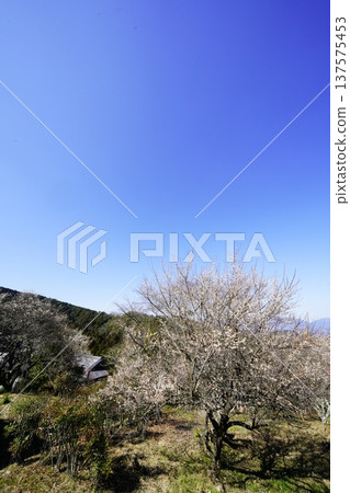 廣橋梅樹林春景,梅花盛開。 廣橋梅樹林春景,梅花盛開。 137575453