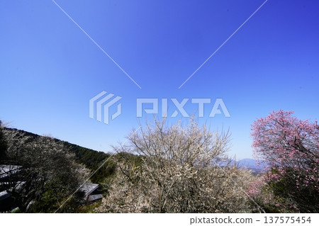 廣橋梅樹林春景,梅花盛開。 廣橋梅樹林春景,梅花盛開。 137575454