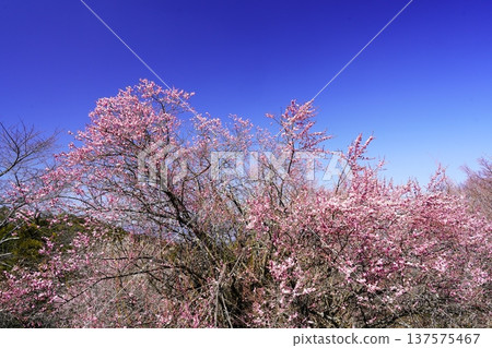 Hirohashi plum grove spring scenery plum blossoms in full bloom Hirohashi plum grove spring scenery plum blossoms in full bloom 137575467