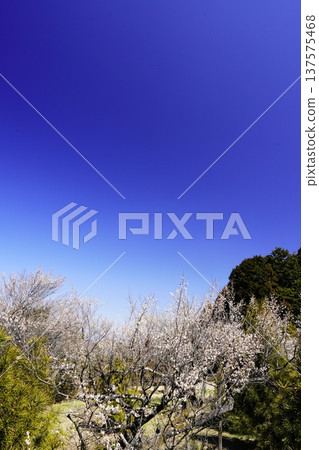 廣橋梅樹林春景,梅花盛開。 廣橋梅樹林春景,梅花盛開。 137575468