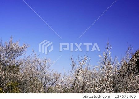 廣橋梅樹林春景,梅花盛開。 廣橋梅樹林春景,梅花盛開。 137575469